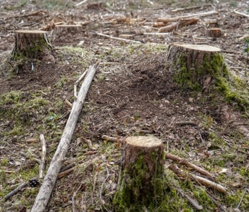 Tree Stumps